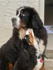 Jules & Sara, our Bouvier-Bernois dogs